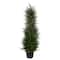 2.5ft. Potted Cypress Tree